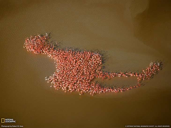 flamingos acomodados en forma de flamentco en forma natural