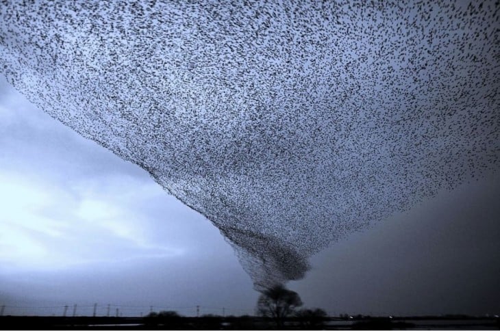 Un huracán de aves 