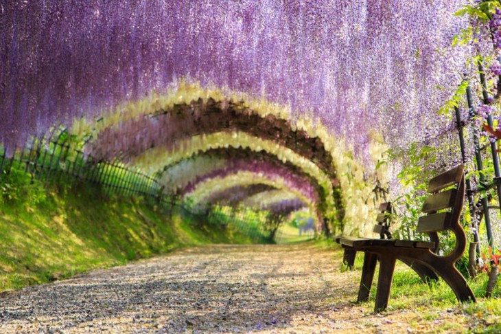  Túnel de la Wisteria en Japón 