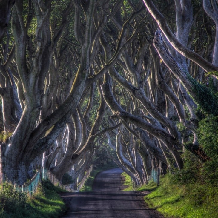 Camino Dark Hedges en Irlanda