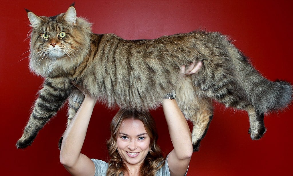 bestia estante crédito Los 15 Gatos más grandes del mundo, casi como sus dueños