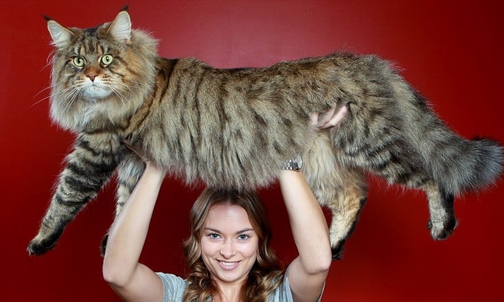 Rupert el gato más grande de australia