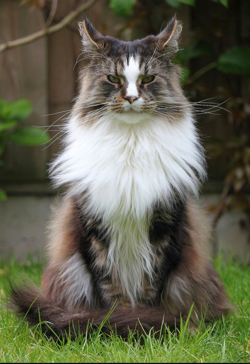 gato maine en posición solemne