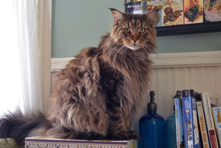 GATO CHARLIE SOBRE LOS LIBROS. MAINE COON