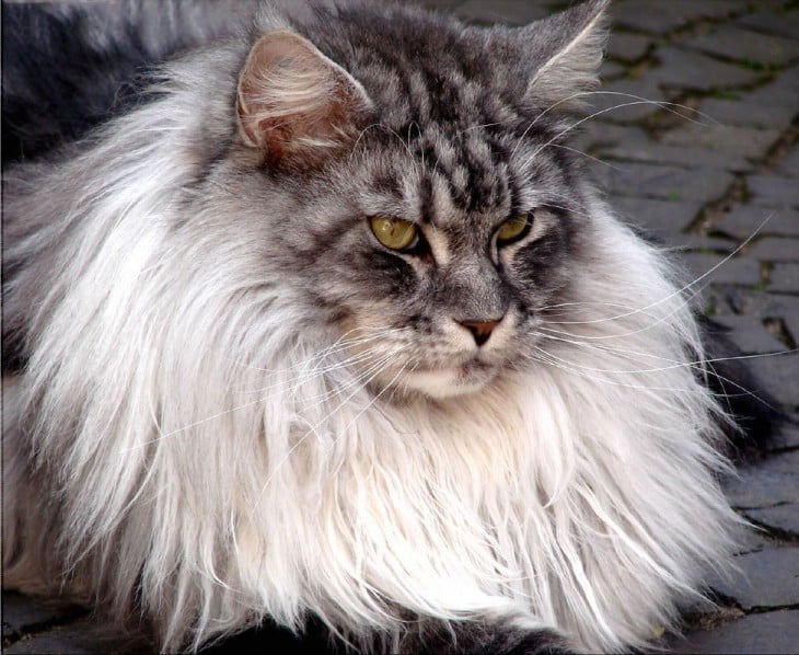 Cuello del gato maine coon es muy grande y esponjoso