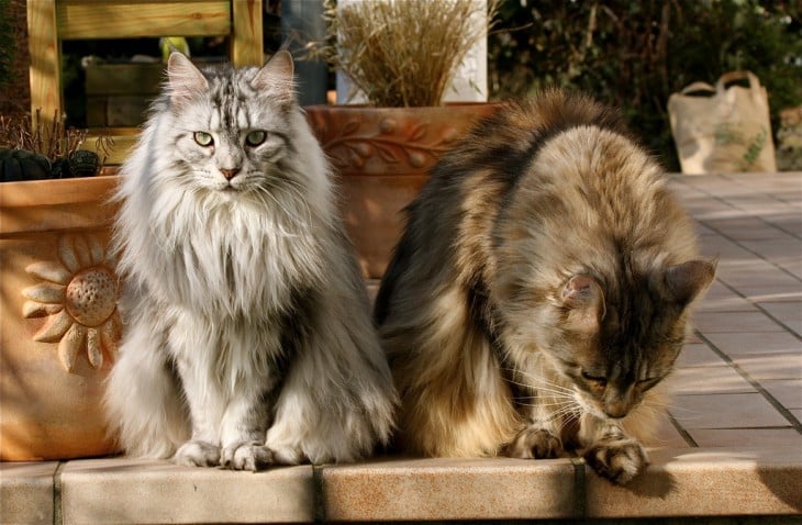 AMIGOS MAINE COON EN EL ATARDECER