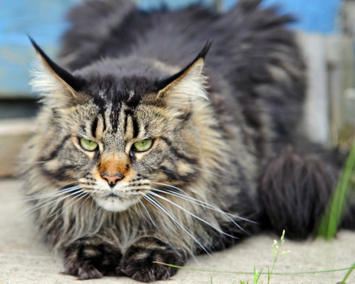 El maine es considerado uno de los gatos domésticos más grandes del mundo