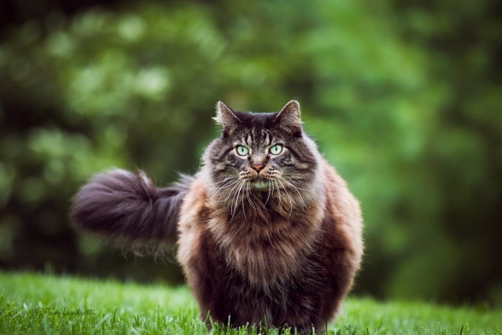 GATO MAINE SOBRE UNA VERDE PRADERA