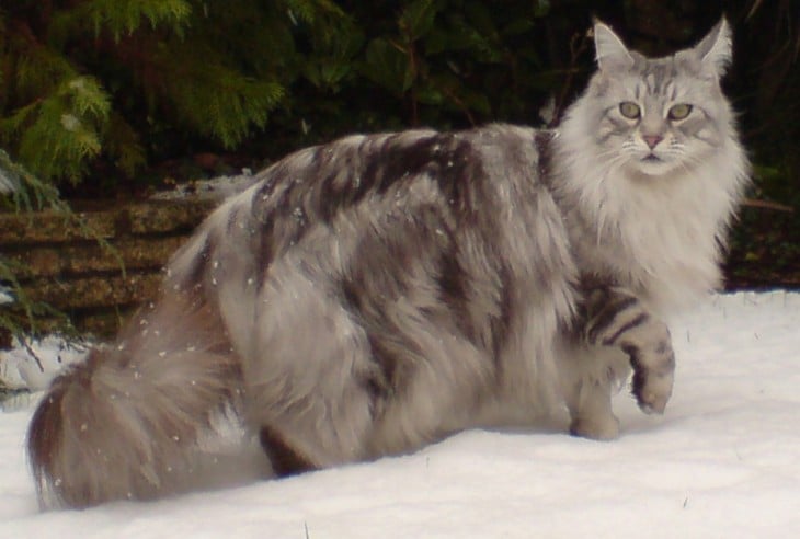 MAINE EN LA NIEVE BUSCANDO CACERÍA