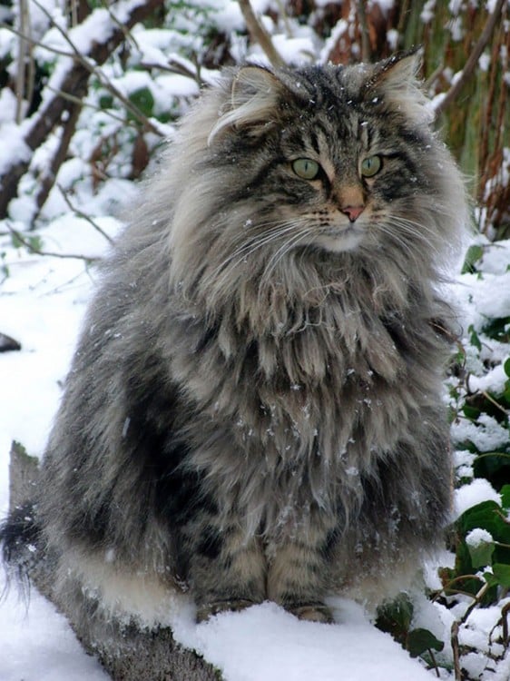 MAINE COON DE LA NIEVE