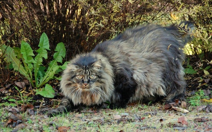 gato maine en el bosque