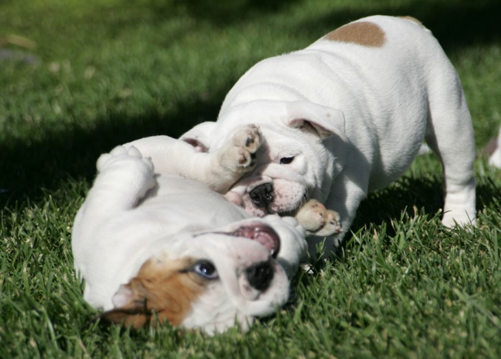 cachorros bulldog jugando a morderse las patas
