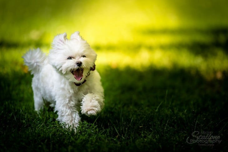 perrito blanco corriendo por el pasto