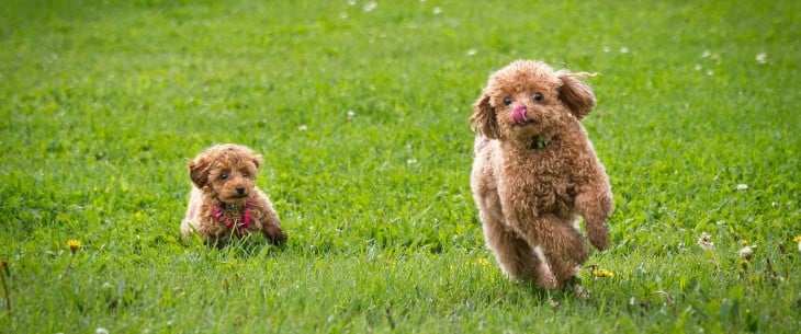 perritos café criollos corriendo hacia sus dueños