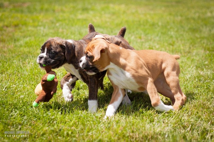 perros boxer jugando con un peluche