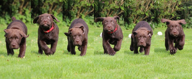 perritos bebé labrador corriendo al unisono