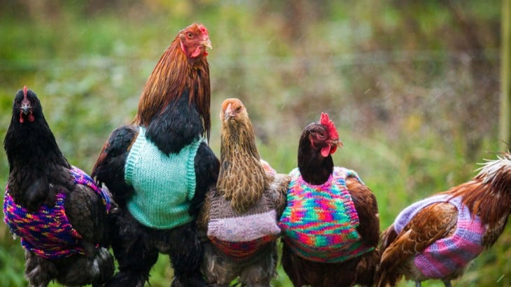 cinco gallinas con pequeños suéteres sin mangas 
