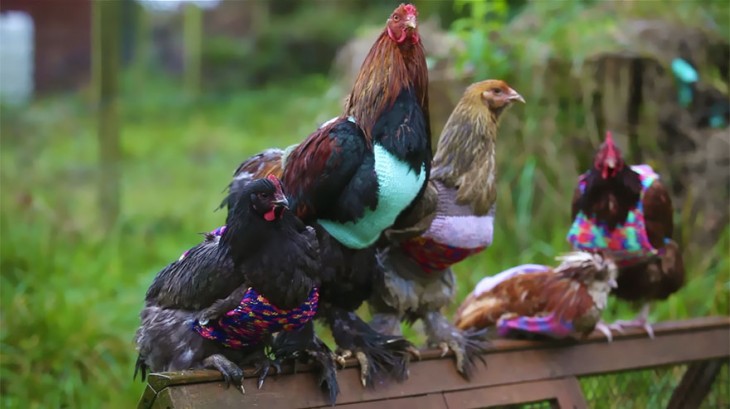 gallinas con suéteres sin mangas en diferentes colores 