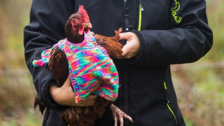 persona sosteniendo una gallina con un pequeño sueter de colores 