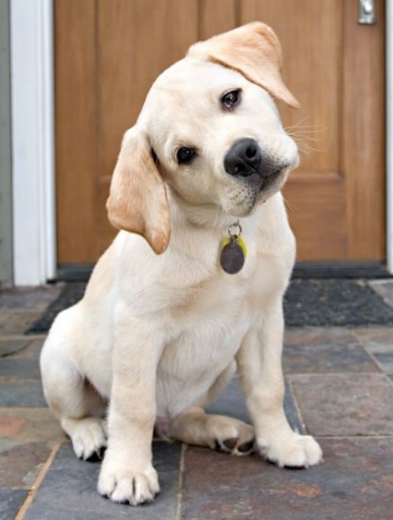 PERRO LABRADOR CON LA CABEZA INCLINADA