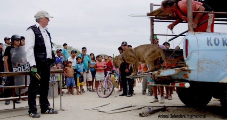 puma a punto de bajarse de un camión rodeado de gente en Perú 