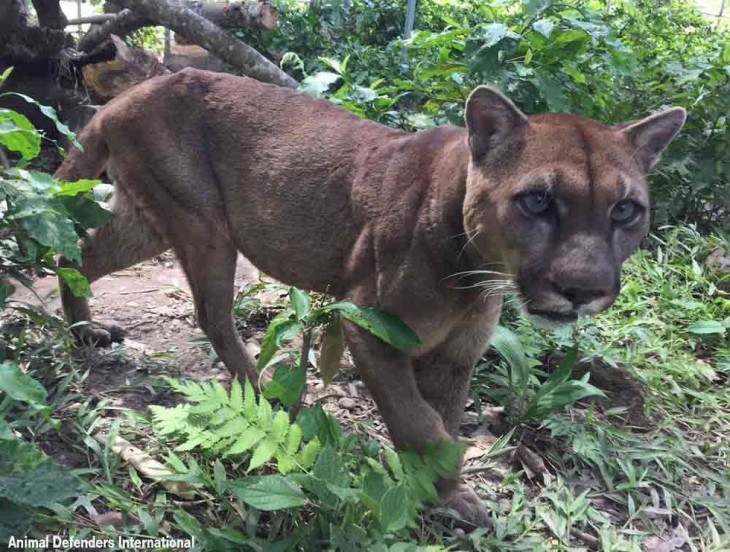 Puma caminando en la selva al ser liberado 