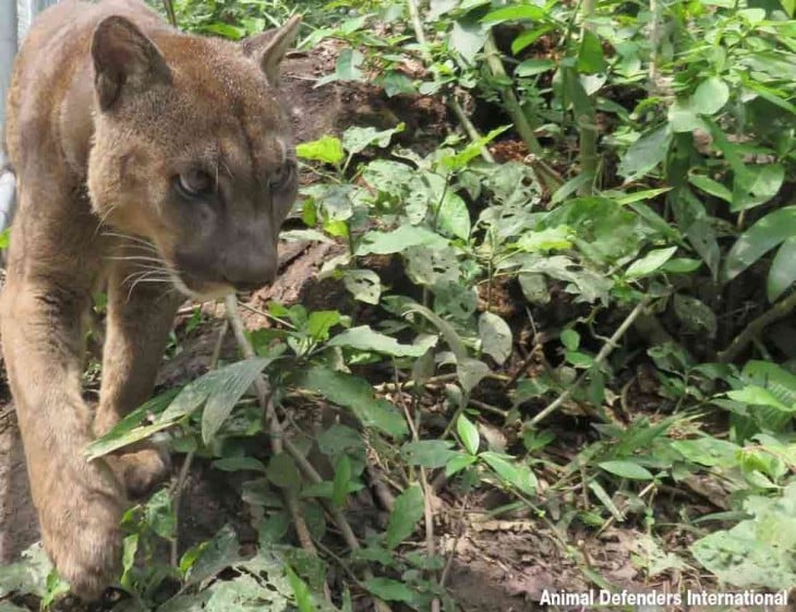 Puma liberado en la selva 