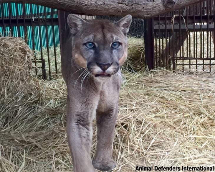 puma liberado en una jaula 