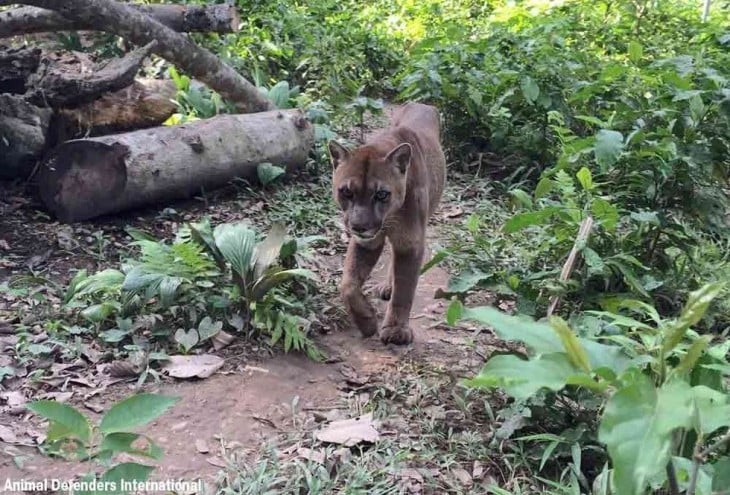 puma caminando por la selva en Perú después de ser liberado 