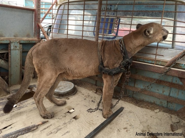 Puma encadenado en la parte trasera de un camión 