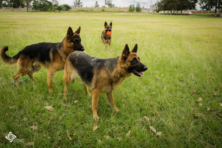 Perros pastor alemán en un área con césped 