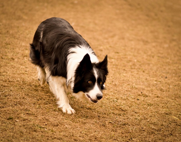 Perro de raza Border Collie