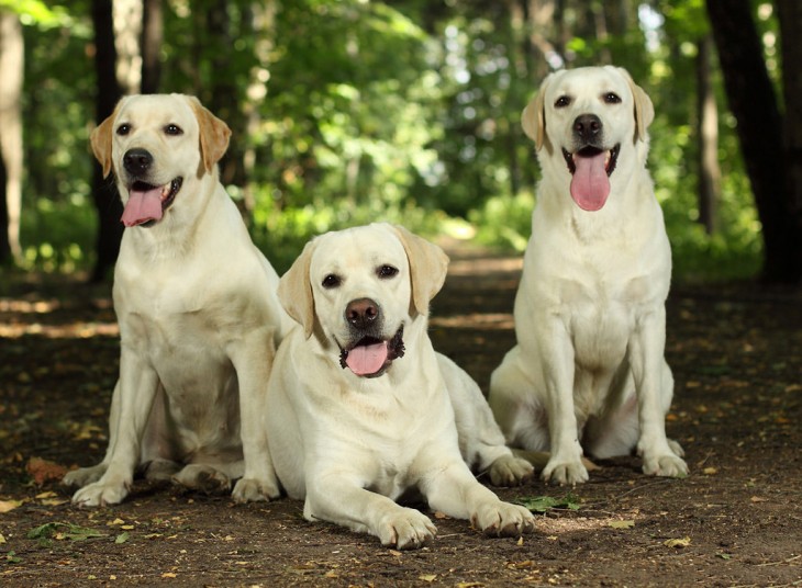 3 perros de raza Labrador Retriever 