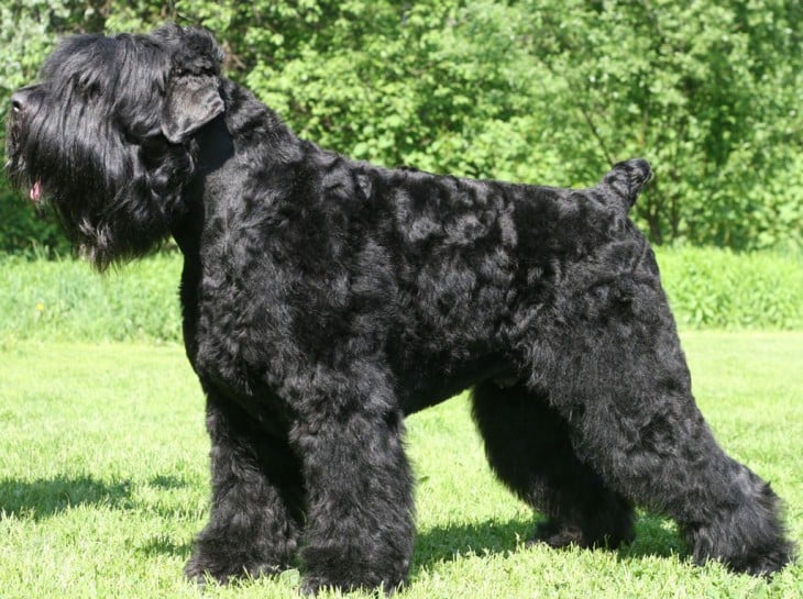 Raza de perro Terrier Ruso Negro 