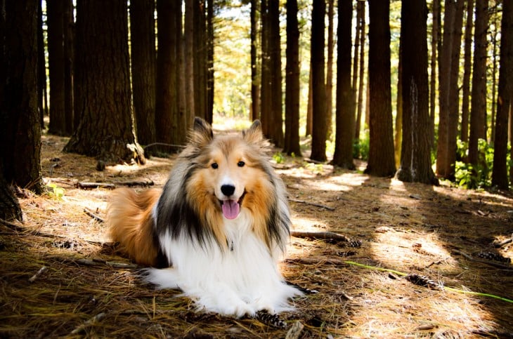 Perro de raza Shetland o Sheltie.