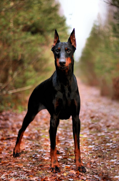 Perro Doberman Pinscher sobre un camino lleno de hojas en el suelo 