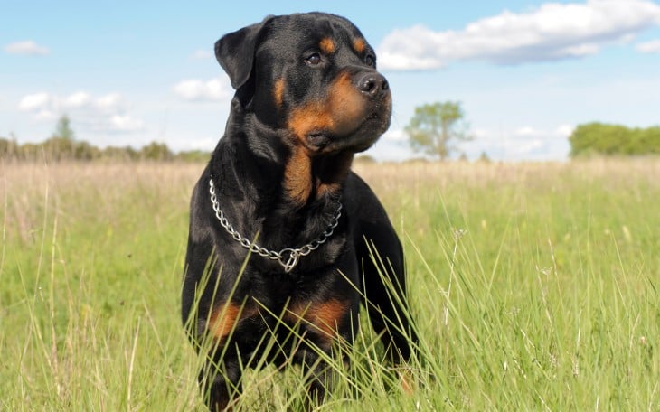 Perro Rottweiler parado sobre un pasto verde en un ambiente natural 