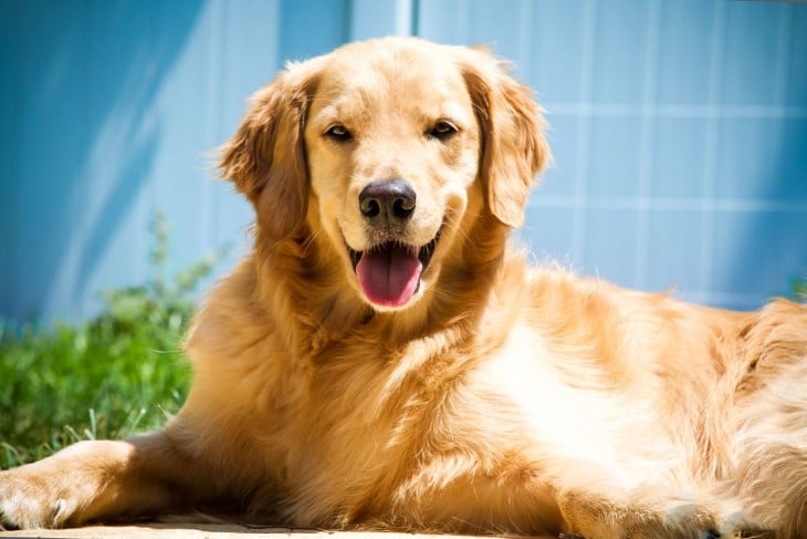 Golden Retriever acostado en el suelo de un patio 