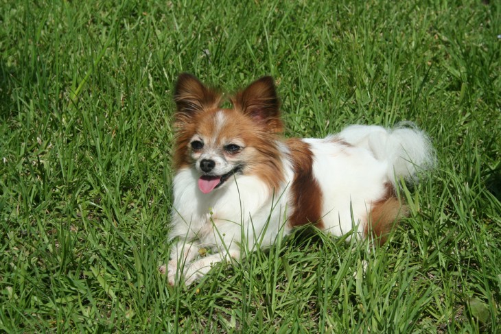 Perro de raza Papillon acostado sobre el césped 