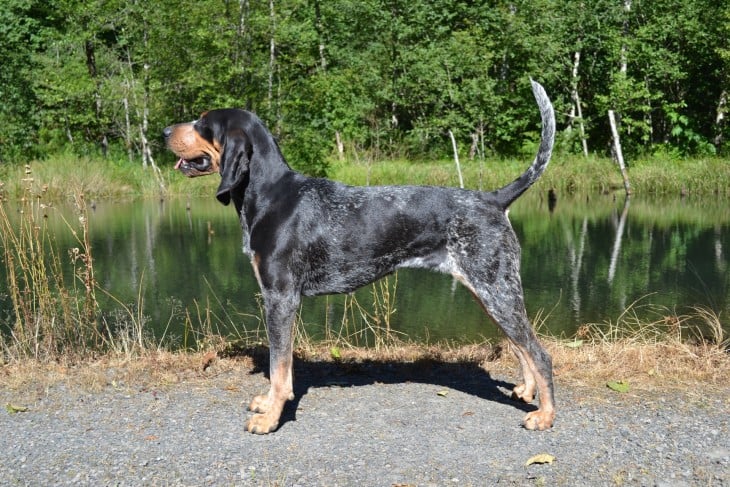 Raza de perro Bluetick Coonhound parado cerca de áreas verdes 