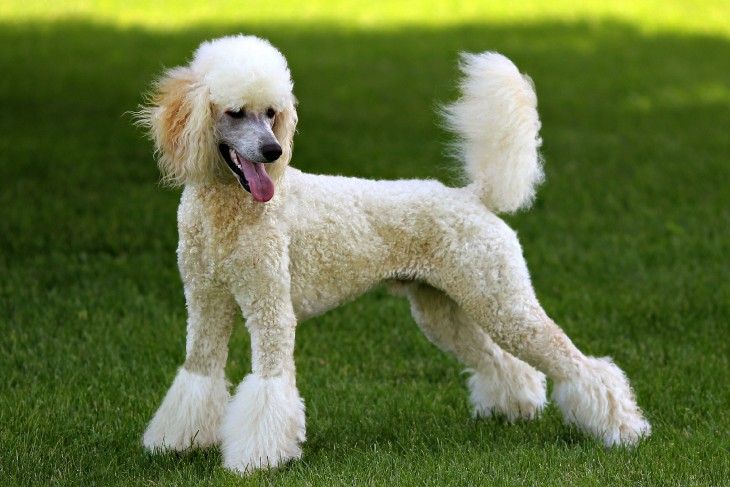 Perro de raza Poodle en un área verde 