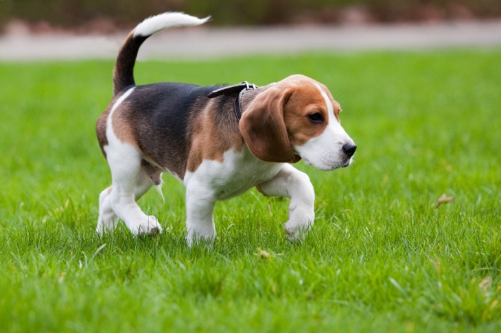 Perro de raza Beagle corriendo por un césped 