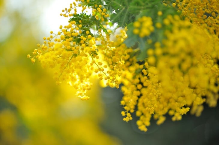 acacia es una de las plantas más famosas en egipto