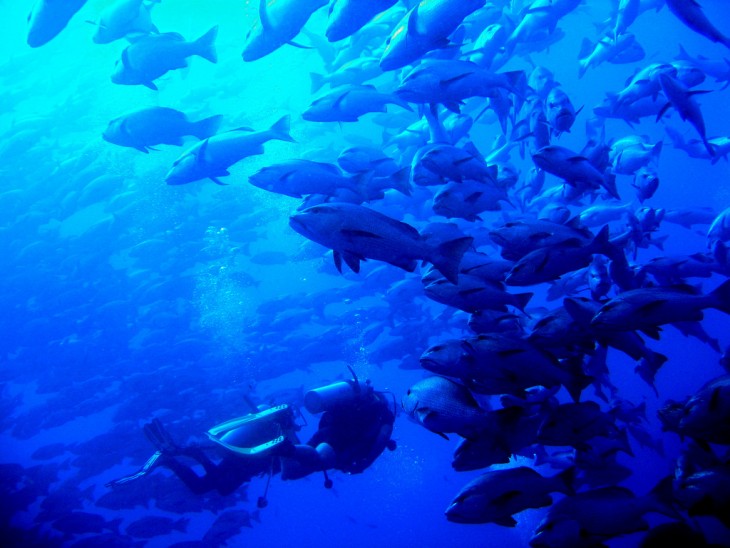 Buceo con barracudas en Sharm el Sheik, Egipto 