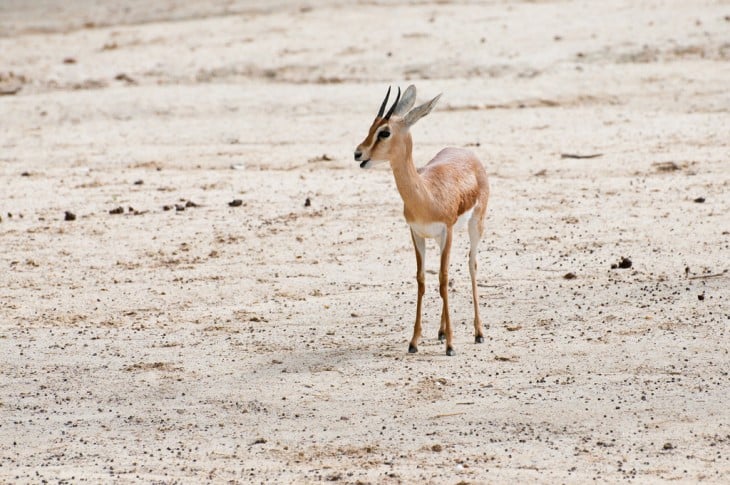 Gacela Dorca en uno de los desiertos cerca de Egipto 