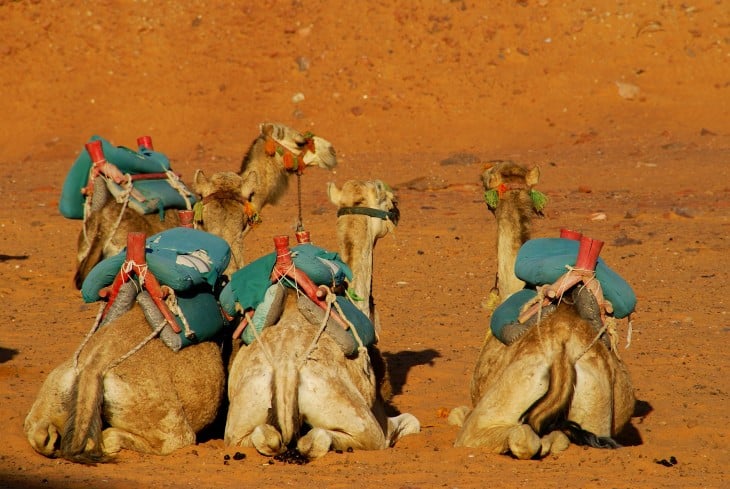 Camellos sentados en un desierto de Egipto 