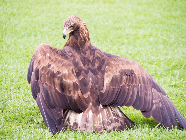 Águila Esteparia