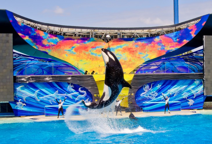 Ballena de sea world