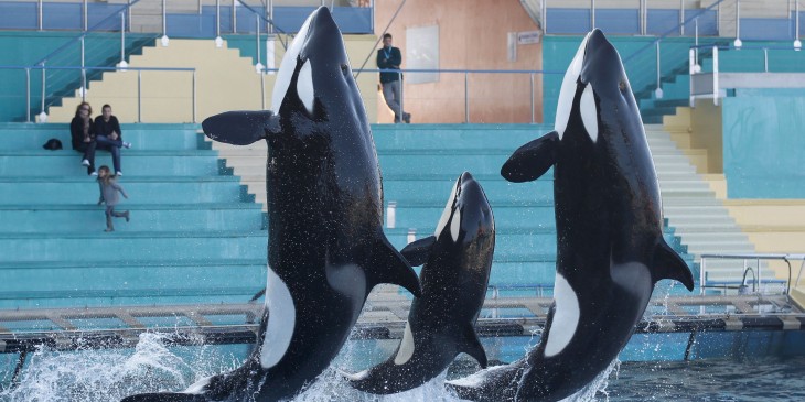 ballenas haciendo su show en seaworld