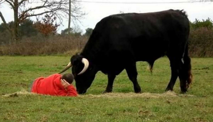 TORO FADJEN CON SU DUEÑO VESTIDO DE ROJO